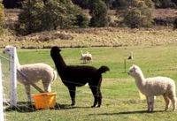 Book Maydena Accommodation Vacations Attractions Melbourne Attractions Melbourne
