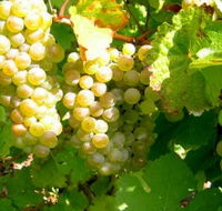 Winstead Vineyard - Attractions Melbourne