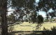 Cygnet Public Golf Course - thumb 0