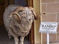 Tasmanian Wool Centre