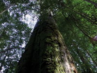 Styx Big Tree Reserve