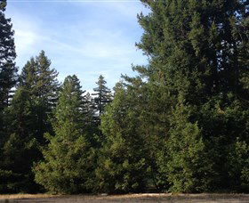 Pialligo Redwood Forest - Attractions Melbourne 0