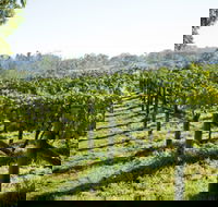 Surveyor's Hill Vineyards - Attractions Melbourne