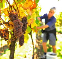 Native Point Wines - Attractions Melbourne