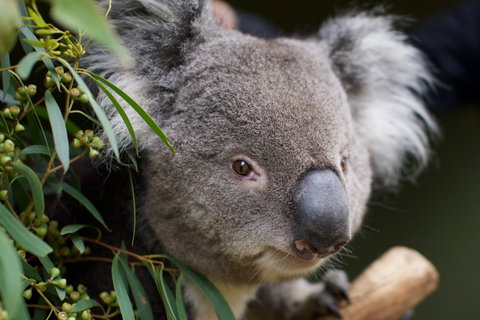 Bonorong Wildlife Sanctuary - Attractions Melbourne 3