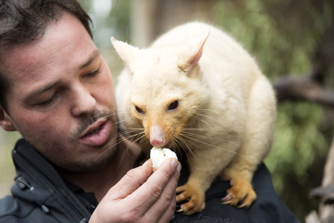 Bonorong Wildlife Sanctuary - Attractions Melbourne 4