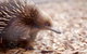 Bonorong Wildlife Sanctuary - thumb 5