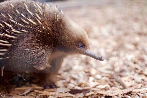 Bonorong Wildlife Sanctuary - Attractions Melbourne 5