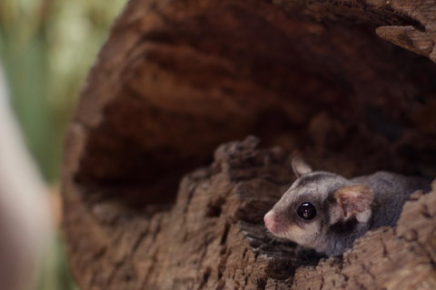 Bonorong Wildlife Sanctuary - Attractions Melbourne 6