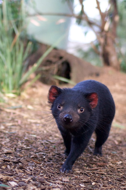 Bonorong Wildlife Sanctuary - Attractions Melbourne 7