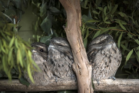 Bonorong Wildlife Sanctuary - Attractions Melbourne 8