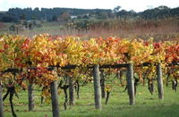 Apsley Gorge Vineyard