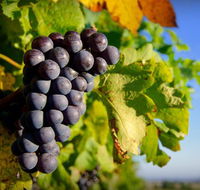 Panorama Vineyard - Attractions Melbourne