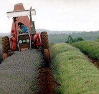 Bridestowe Lavender Farm - Attractions Melbourne