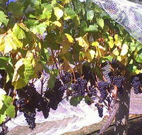 Palmara Vineyard - Attractions Melbourne