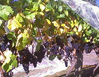 Palmara Vineyard