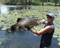 Barra Feeding