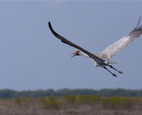 Gayngaru Wetlands Interpretive Walk