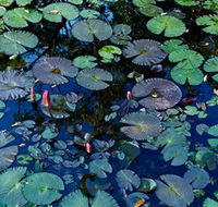 Pine Creek Water Gardens - Attractions Melbourne