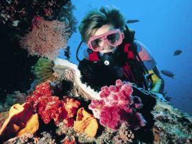 Nine Mile Reef Dive Site - Attractions Melbourne 0