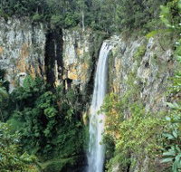 Gondwana Rainforests of Australia - Attractions Melbourne