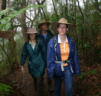 Mount Cougal Springbrook National Park - Attractions Melbourne