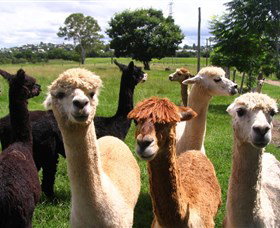 Banyandah Alpacas - Attractions Melbourne 0
