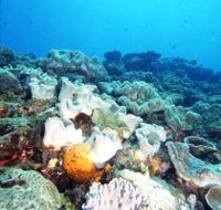 Mudjimba Old Woman Island Dive Site - Attractions Melbourne