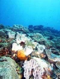 Mudjimba Old Woman Island Dive Site