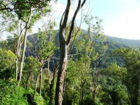 Smiths Track, Barron Gorge National Park - Attractions Melbourne 0