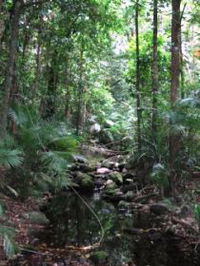Mossman Gorge Rainforest Circuit Track Daintree National Park