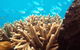 Normanby Reef - thumb 0