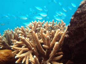 Normanby Reef - Attractions Melbourne 0
