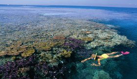 Split Bommie Dive Site - Attractions Melbourne 0