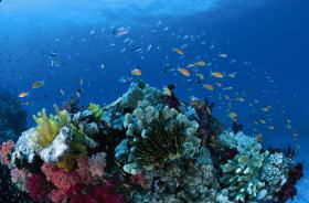 Steve's Bommie Dive Site - Attractions Melbourne 0