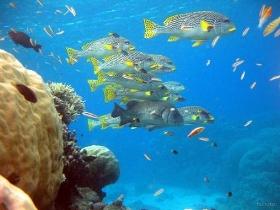 Coral Gardens Dive Site, Flynn Reef - Attractions Melbourne 0