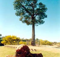 Robbers Tree - Attractions Melbourne