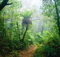 Lamington National Park Green Mountains Section - Attractions Melbourne