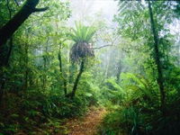 Lamington National Park Green Mountains Section