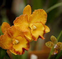 Queens Park - Orchid House - Attractions Melbourne