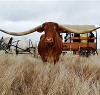 Texas Longhorn Wagon Tours and Safaris - Attractions Melbourne