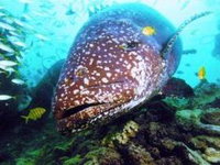 Lady Musgrave Island Dive Sites