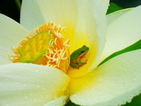 Brisbane Botanic Gardens Mount Coot-tha - Attractions Melbourne 7