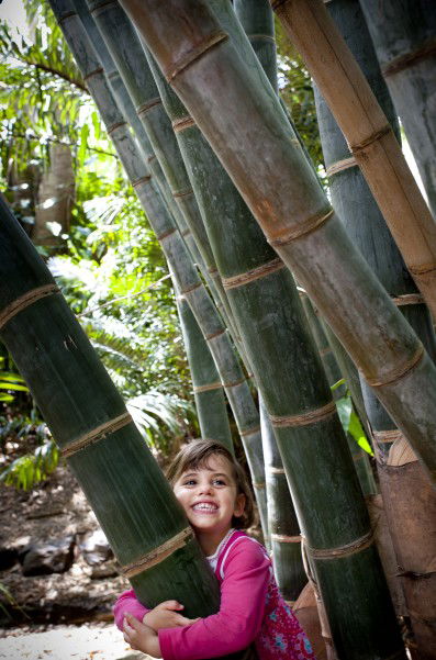 Brisbane Botanic Gardens Mount Coot-tha - Attractions Melbourne 9