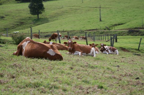 Maleny Dairies - Attractions Melbourne 4