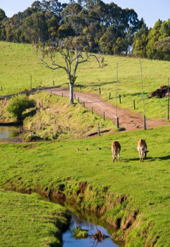 Maleny Dairies - Attractions Melbourne 6