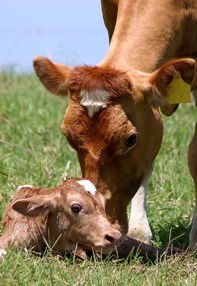 Maleny Dairies - Attractions Melbourne 7