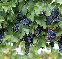 South Burnett Wine Trail - Attractions Melbourne