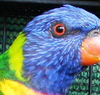 Fraser Coast Wildlife Sanctuary - Attractions Melbourne
