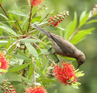 Birdwatching in Dysart - Attractions Melbourne